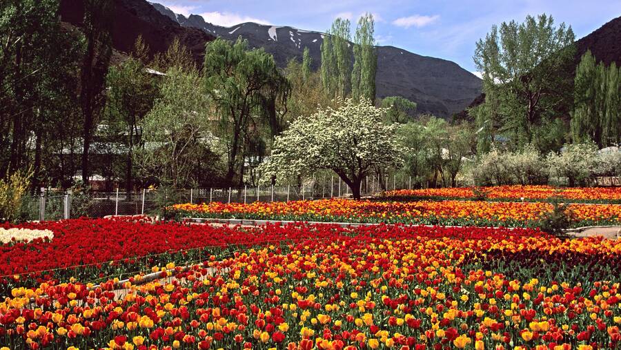 Gachsar Tulips Garden